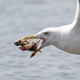 Herring gull